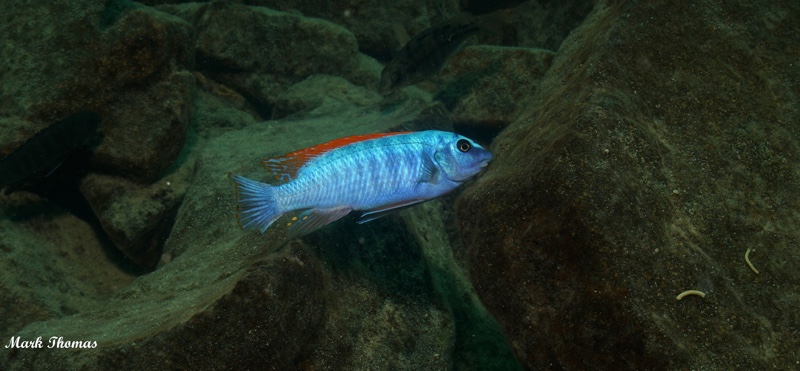 Labeotropheus trewavasae 'Mitande Reef (Rocks)'